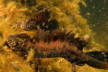 Great crested newt (Triturus cristatus) courting males in a garden pond at night, displaying with arched backs and raised crests to attract females, near Wells, Somerset, UK, March. Photographed under...