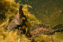 Two Great crested newt (Triturus cristatus) males courting a female, with one arching his back and waving his tail as the other grasps her in a garden pond at night, near Wells, Somerset, UK, March. P...
