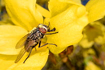 Face fly / Autumn house fly (Musca autumnalis) dusted with pollen feeding on a Forsythia flower, Wiltshire garden, UK, March.