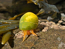 Flat periwinkle (Littorina obtusata / littoralis) yellow form crawling over rocks exposed at low tide, Cornwall, UK, March.