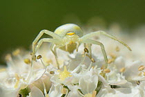 Head-on view of a Goldenrod crab spider (Misumena vatia) juvenile well camouflaged on a Common hogweed (Heracleum sphondylium) flowerhead, Wiltshire, UK, June.