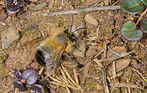 Male Hairy-footed flower bee (Anthophora plumipes) wiating to intercept females nesting in an earth bank, Cornwall, UK, April.