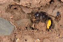Hairy-footed flower bee (Anthophora plumipes) female returning to her nest burrow in an earth bank to provision it with pollen attached to her hind legs, Cornwall, UK, April.