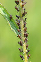Colony of Large knapweed aphids (Uroleucon jaceae) feeding on Black / Common knapweed (Centaurea nigra) stem, Mellis Common, Suffolk, UK May.