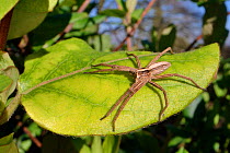 Young female Nursery web spider (Pisaura mirabilis) sun basking on a leaf on a late winter day, Wiltshire garden, UK, February.