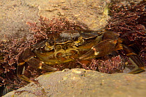 Common shore crab (Carcinus maenas) hiding among Coralweed (Corallina officinalis) in a rock pool, Cornwall, UK, March.