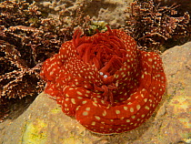 Strawberry anemone (Actinia fragracea) in a rock pool alongside Coralweed (Corallina officinalis), Cornwall, UK, March.
