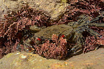 Velvet swimming crab (Necora puber) in a rock pool, hiding among Coralweed (Corallina officinalis), Cornwall, UK, March.