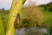 Alder fly (Sialis sp.) resting on riverside umbel stem, Wiltshire, UK, May.