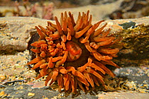 Beadlet anemone (Actinia equina) in a rock pool, Cornwall, UK, March.