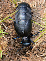 Black oil beetle (Meloe proscarabaeus) female excavating a nest burrow in coastal grassland, north Cornwall, UK, April.