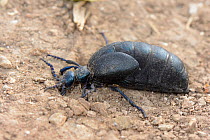 Black oil beetle (Meloe proscarabaeus) starting to excavate a nest burrow in a footpath on a chalk grassland hillside, the Ridgeway, Wiltshire, UK, April.