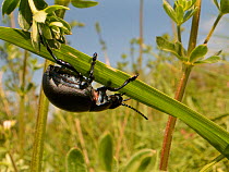 Bloody-nosed beetle (Timarcha tenebricosa) in a stand of its food plant Goose grass / Cleavers (Galium aparine) in a chalk grassland meadow, Wiltshire, UK, May.