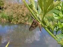 Brown mayfly (Ephemera vulgata) newly emerged, resting on riverside vegetation, River Avon, Lacock, Wiltshire, UK, May.