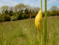 Silken cocoon of Narrow-bordered Five-spot Burnet moth (Zygaena lonicerae) attached to grass stem, chalk grassland meadow, Wiltshire, UK, May.