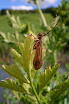 Caddis fly (Trichoptera) resting on riverbank vegetation, Wiltshire, UK, May.