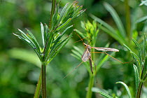 Male Common European Crane fly / Daddy long legs (Tipula paludosa) recently emerged and resting on Goose grass / Cleavers (Galium aparine) by a pond, Suffolk, UK, May.