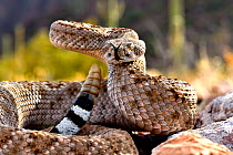 Western diamondback rattlesnake (Crotalus atrox), flicking tongue and with rattle raised, Arizona, USA. Controlled conditions.