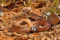 Western diamondback rattlesnake (Crotalus atrox) with rattle raised, Arizona, USA. Controlled conditions.
