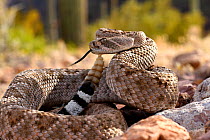 Western diamondback rattlesnake (Crotalus atrox) flicking tongue and with rattle raised. Arizona, USA. Controlled conditions.