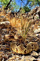 Black-tailed rattlesnake (Crotalus molossus) amongst rocks. Chiricahua mountains, Arizona, USA. June.