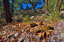 Black-tailed rattlesnake (Crotalus molossus). Chiricahua mountains, Arizona, USA. June.