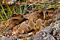 Black-tailed rattlesnake (Crotalus molossus). Chiricahua mountains, Arizona, USA. June.