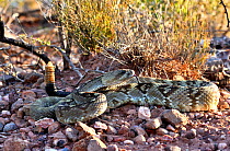 Eastern black-tailed rattlesnake (Crotalus ornatus) with tail held in air, amongst stones. Indio Mountains, Texas, USA. May.