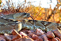 Eastern black-tailed rattlesnake (Crotalus ornatus). Indio Mountains, Texas, USA. May.