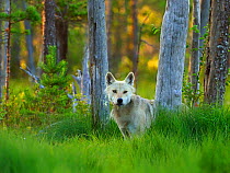 RF - European Wolf (Canis lupus) amongst taiga forest trees in summer, Finland