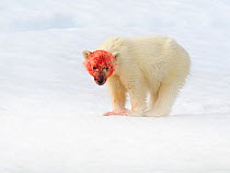 RF - Polar bear (Ursus arctos) cub with blood on face after eating fresh seal kill, Svalbard, Norway, July.