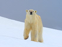 RF - Polar Bear (Ursus arctos) female low angle portrait, Svalbard, Norway
