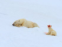 RF - Polar bear (Ursus arctos) cub with bloodied face after eating fresh seal kill, Svalbard, Norway
