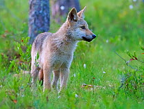 European wolf (Canis lupus) in forest in summer, Finland, July.