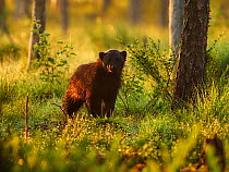 Wolverine (Gulo gulo) in forest at sunrise. Finland
