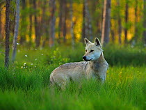 European wolf (Canis lupus) in forest in summer, Finland, July.