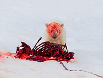 Polar bear (Ursus maritimus) cub with blood on face after feeding on fresh seal kill, Svalbard, Norway, July.