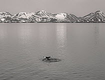 Humpback whale (Megaptera novaeangliae) tail fluke in distance, Svalbard, Norway, July.