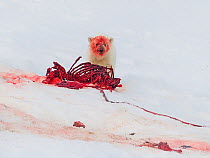 Polar bear (Ursus maritimus) cub with blood on face after eating fresh seal kill. Svalbard, Norway