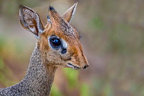 Dik-dik (Madoqua saltiana) male with scent gland below eye, portrait. Manyara, Tanzania.