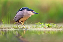 Night heron (Nycticorax nycticorax) male standing stalking prey in water. Kiskunsagi National Park, Hungary. May.