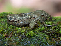 Dice snake (Natrix tessellata) coiled up on moss. Bulgaria. April.