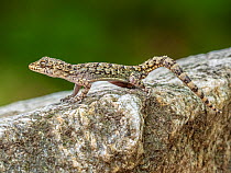 Kotschy&#39;s gecko (Mediodactylus kotschyi) on rock. Rupite, Bulgaria. April.