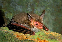 Bechstein&#39;s bat (Myotis bechsteinii) resting with open mouth. West Wales, UK.