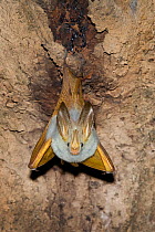 Yellow-winged bat (Lavia frons) roosting. Bogoria, Kenya.