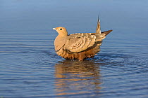 Chestnut-bellied sandgrouse (Pterocles exustus olivascens) male soaking feathers to provide chicks at nest with water. Meru National Park, Kenya.