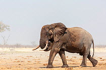 African elephant (Loxodonta africana), young bull walking to forest after drinking, during dust storm. Savuti , Chobe National Park, Botswana
