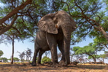 African elephant (Loxodonta africana) bull amongst trees. Khwai, Okavango Delta, Botswana. Medium repro only.
