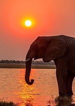 African elephant (Loxodonta africana) drinking water at sunset. Chobe River, Chobe National Park, Botswana.