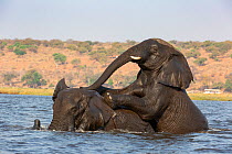 African elephant (Loxodonta africana), two playing in water, Chobe River, Chobe National Park, Botswana.